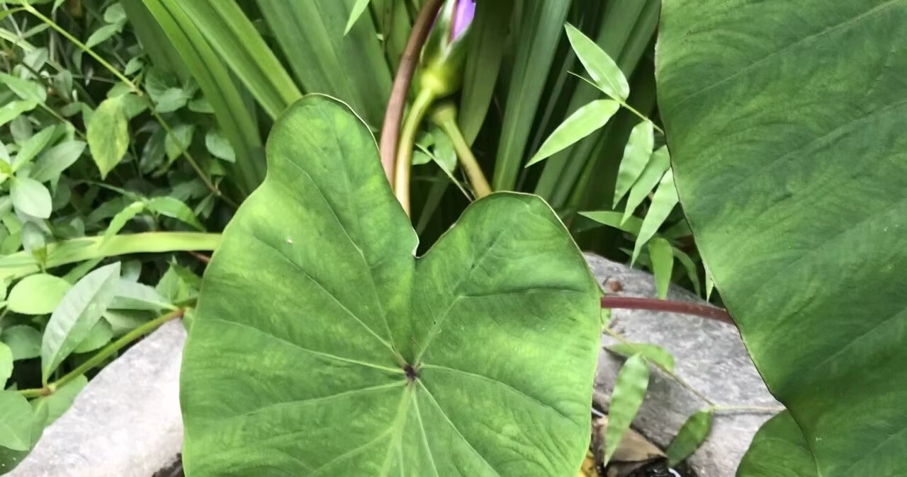 Nature connection ceremony