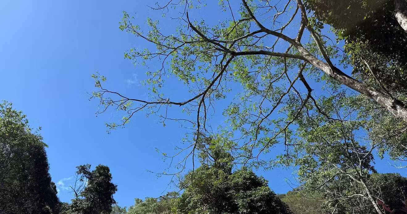 Tropical nature in Xishuangbanna